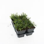 Dianthus delt. 'Flashing Light'