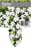 Dianthus delt. 'Albiflorus'