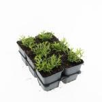 Dianthus delt. 'Albiflorus'