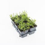 Dianthus delt. 'Albiflorus'