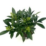Skimmia confusa 'Kew Green'