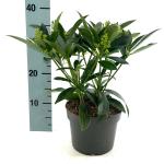 Skimmia confusa 'Kew Green'