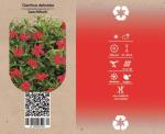 Dianthus deltoides