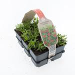 Dianthus deltoides