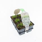 Dianthus delt. 'Albiflorus'
