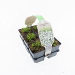 Dianthus delt. 'Albiflorus'