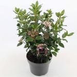 Viburnum tinus