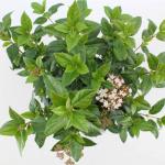 Viburnum tinus