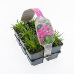 Armeria mar. 'Splendens'