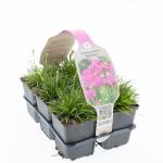 Armeria mar. 'Splendens'