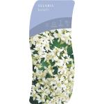 Olearia haastii