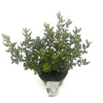 Olearia haastii
