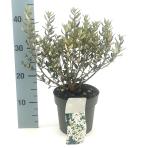 Olearia haastii