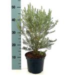 Ozothamnus rosm. 'Silver Jubilee'