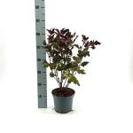 Physocarpus opulif. Diable d'Or
