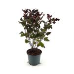 Physocarpus opulif. Diable d'Or