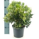 Pieris jap. 'White Rim'