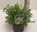 Potentilla f. 'Kobold', geel