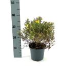 Potentilla f. 'Kobold', geel