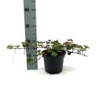 Rubus 'Betty Ashburner'