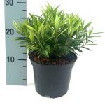Sarcococca saligna