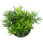 Sarcococca saligna