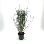 Spartium junceum