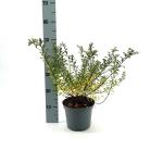 Spiraea nipp. 'Snowmound'