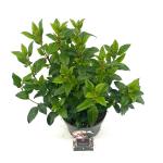 Viburnum tinus