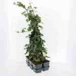 Hedera hibernica, gebonden