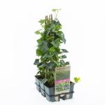 Hedera hibernica, gebonden