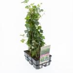 Hedera hibernica, gebonden