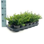 Ilex crenata 'Convexa'