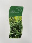 Juniperus squamata 'Blue Carpet'