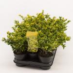 Ilex crenata 'Golden Gem'