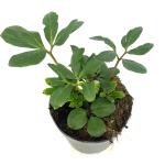 Helleborus niger
