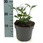 Helleborus niger