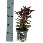 Penstemon digit. 'Husker Red'