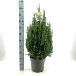 Juniperus chin. 'Stricta'