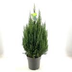 Juniperus chin. 'Stricta'