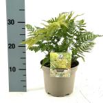 Dryopteris erythrosora