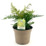 Dryopteris erythrosora