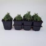 Lavandula ang. 'Hidcote'
