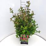 Fuchsia 'Riccartonii'