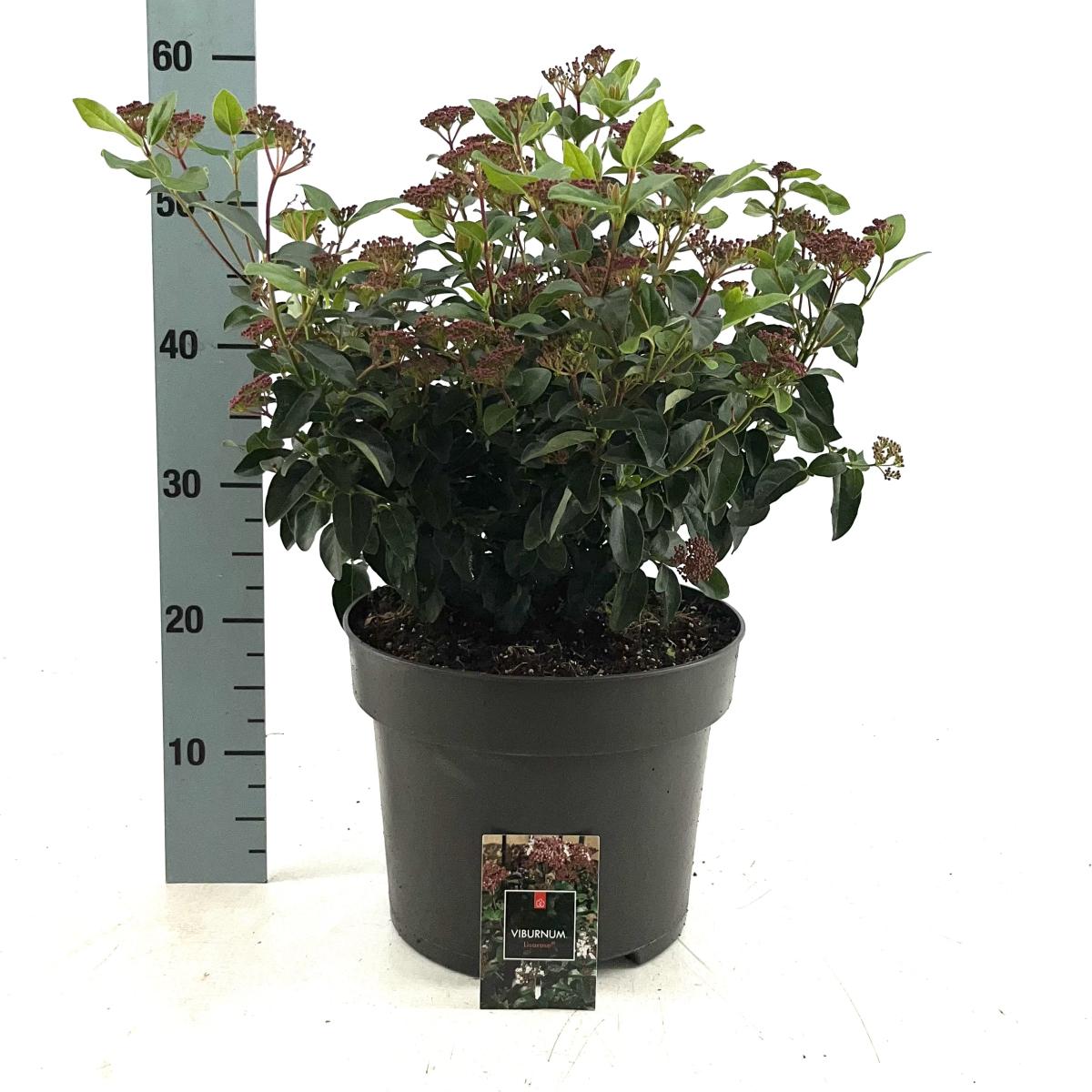 Viburnum tin. Lisarose