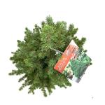 Picea gl. 'Conica'