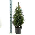 Picea gl. 'Conica'