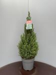 Picea gl. 'Conica'