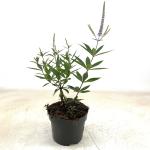 Veronicastrum virg. 'Fascination', paars