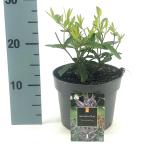Veronicastrum virg. 'Fascination', paars